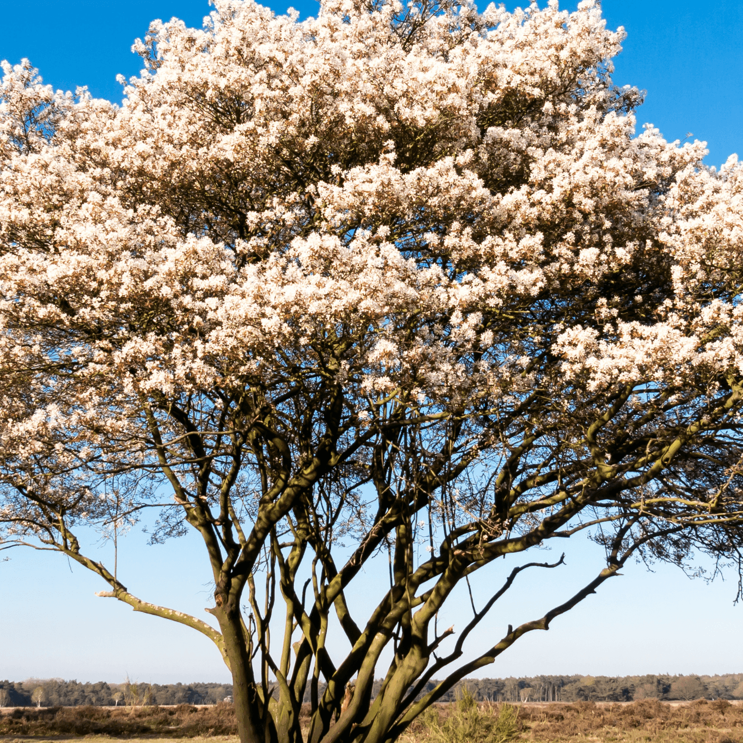 Amélanchier de Lamarck - Amelanchier lamarckii - FLEURANDIE