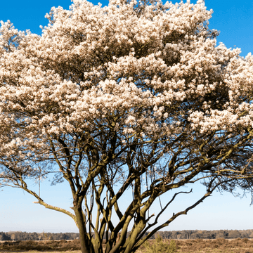 Amélanchier de Lamarck - Amelanchier lamarckii