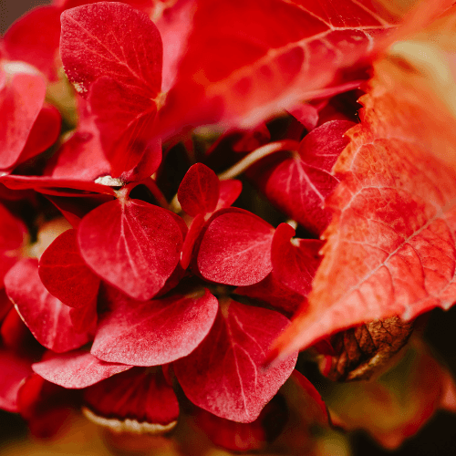 Hortensia 'Red Baron' - Hydrangea macrophylla 'Red Baron' - FLEURANDIE