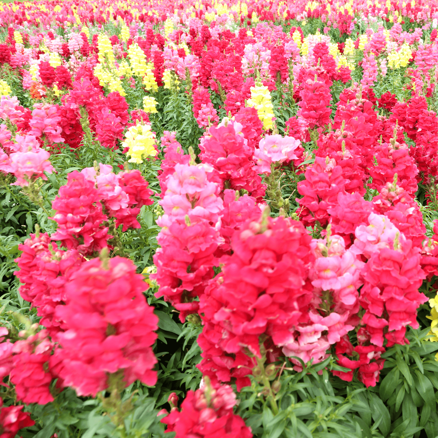 Muflier Nain - Antirrhinum majus nana - FLEURANDIE