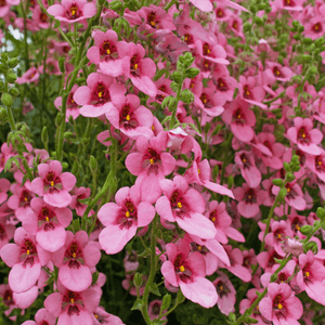 Diascia - Diascia barberae - FLEURANDIE