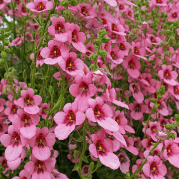 Diascia - Diascia barberae