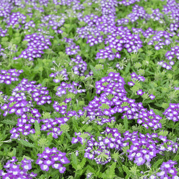 Verveine Cascade Pourpre à Oeil