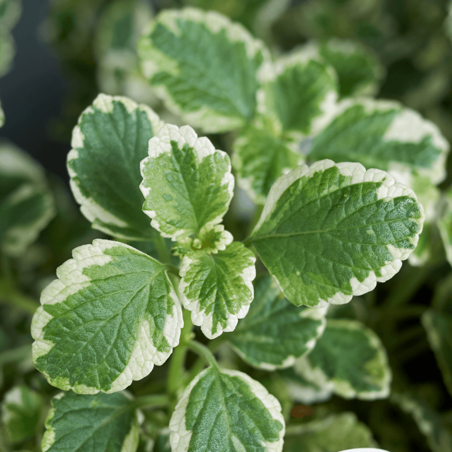 Plectranthus - FLEURANDIE