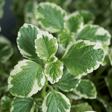 Plectranthus