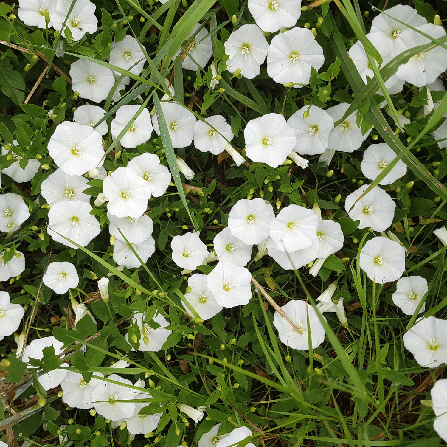 Liseron cneorum - Convolvulus cneorum - FLEURANDIE