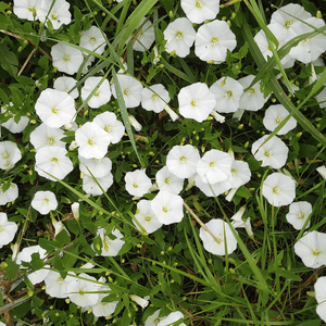 Liseron cneorum - Convolvulus cneorum - FLEURANDIE