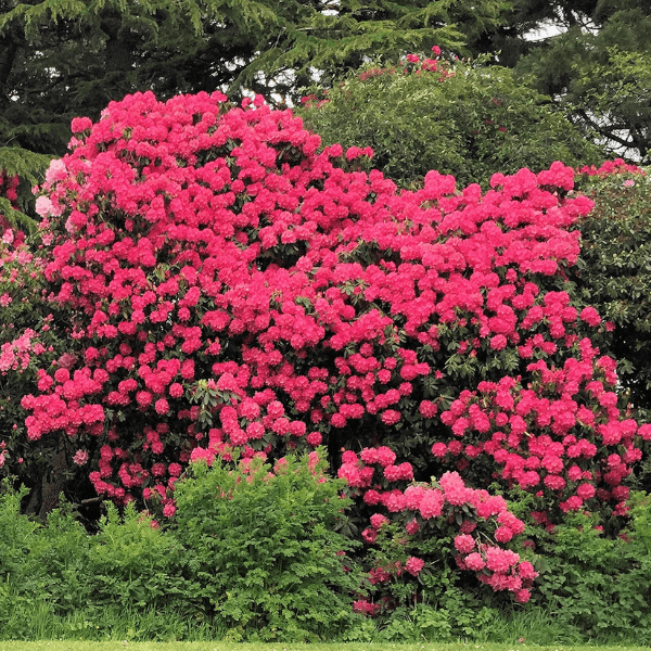 Rhododendron 'Nova Zembla' - Rhododendron 'Nova Zembla' - FLEURANDIE