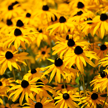 Rudbeckie pourpre - Rudbeckia Hirta