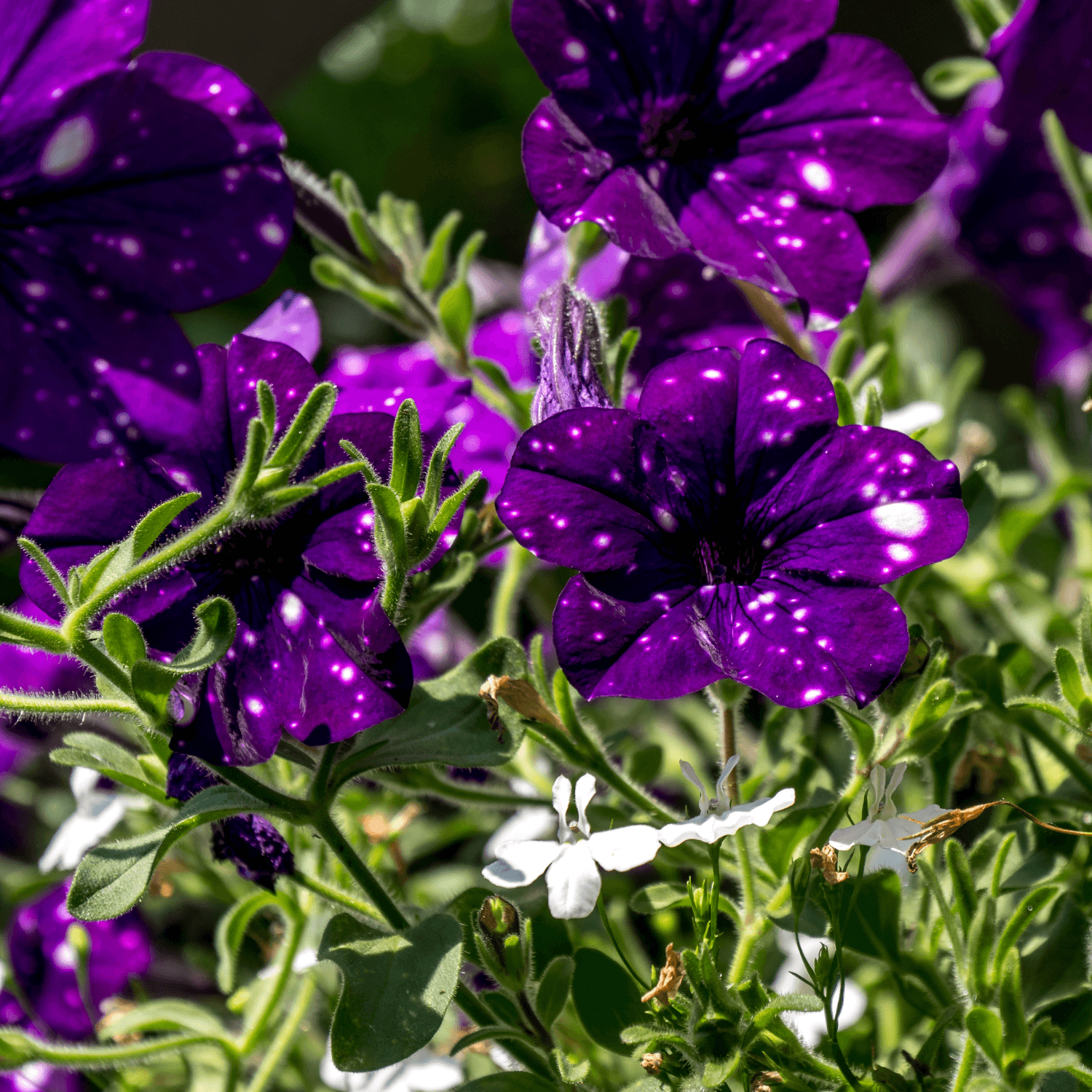 Petunia cascade nightsky - FLEURANDIE