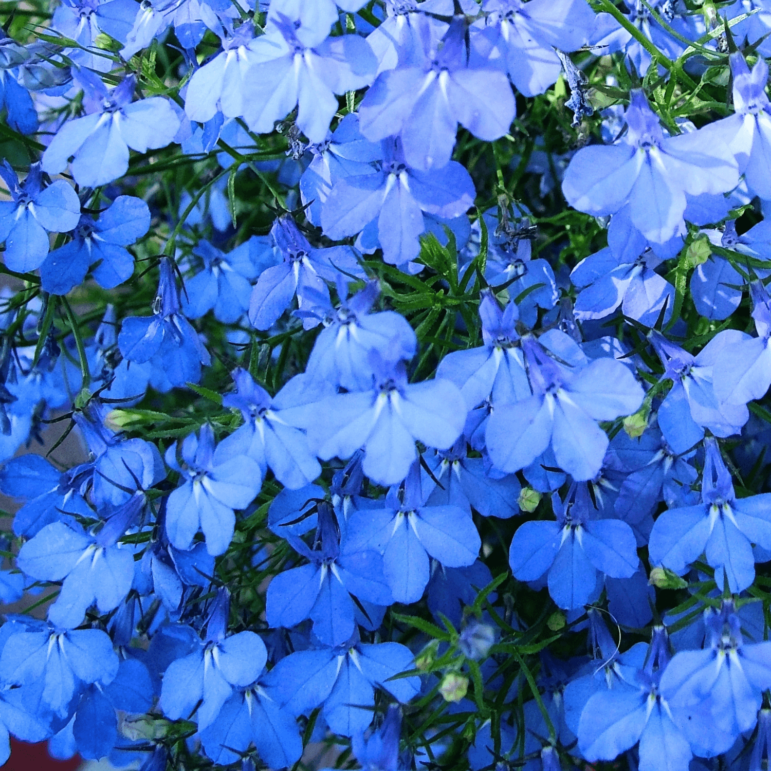 Lobélie Cascade Bleu - Lobelia erinus 'Cascade Blue'
