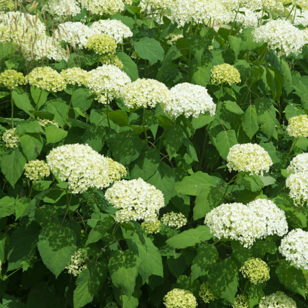 Hortensia de Virginie 'Annabelle' - Hydrangea arborescens 'Annabelle' - FLEURANDIE