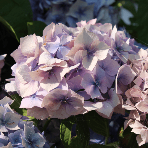 Hortensia 'Bouquet Rose' - Hydrangea macrophylla 'Bouquet Rose' - FLEURANDIE