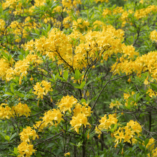 Azalée caduque - Rhododendron luteum - FLEURANDIE