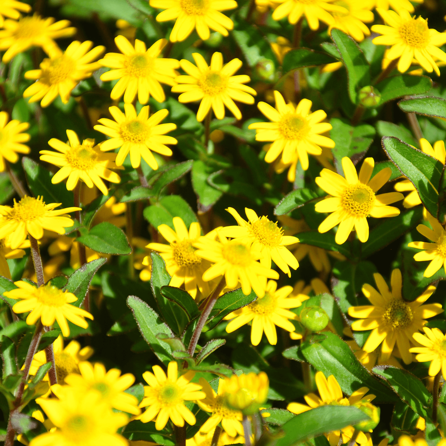 Marguerite mexicaine - Sanvitalia - FLEURANDIE