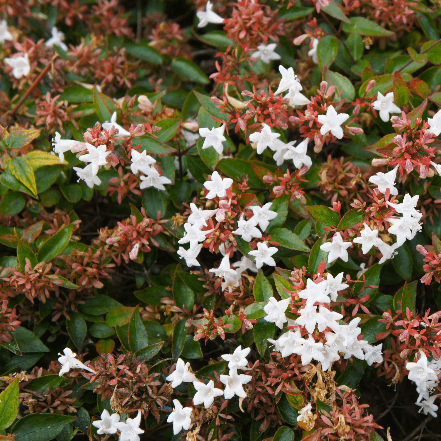 Abélia à grandes fleurs 'Sparkling Silver' - Abelia x grandiflora 'Sparkling Silver' - FLEURANDIE