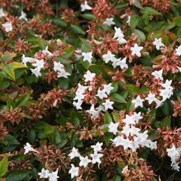 Abélia à grandes fleurs 'Sparkling Silver' - Abelia x grandiflora 'Sparkling Silver'