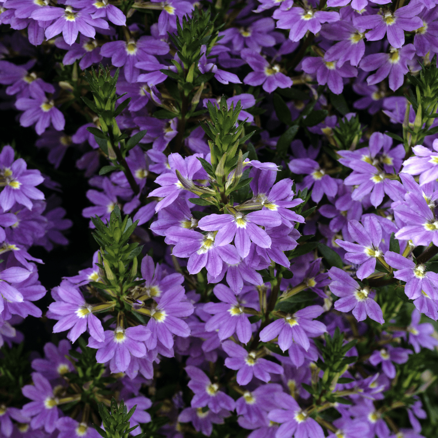 Scaevola - FLEURANDIE