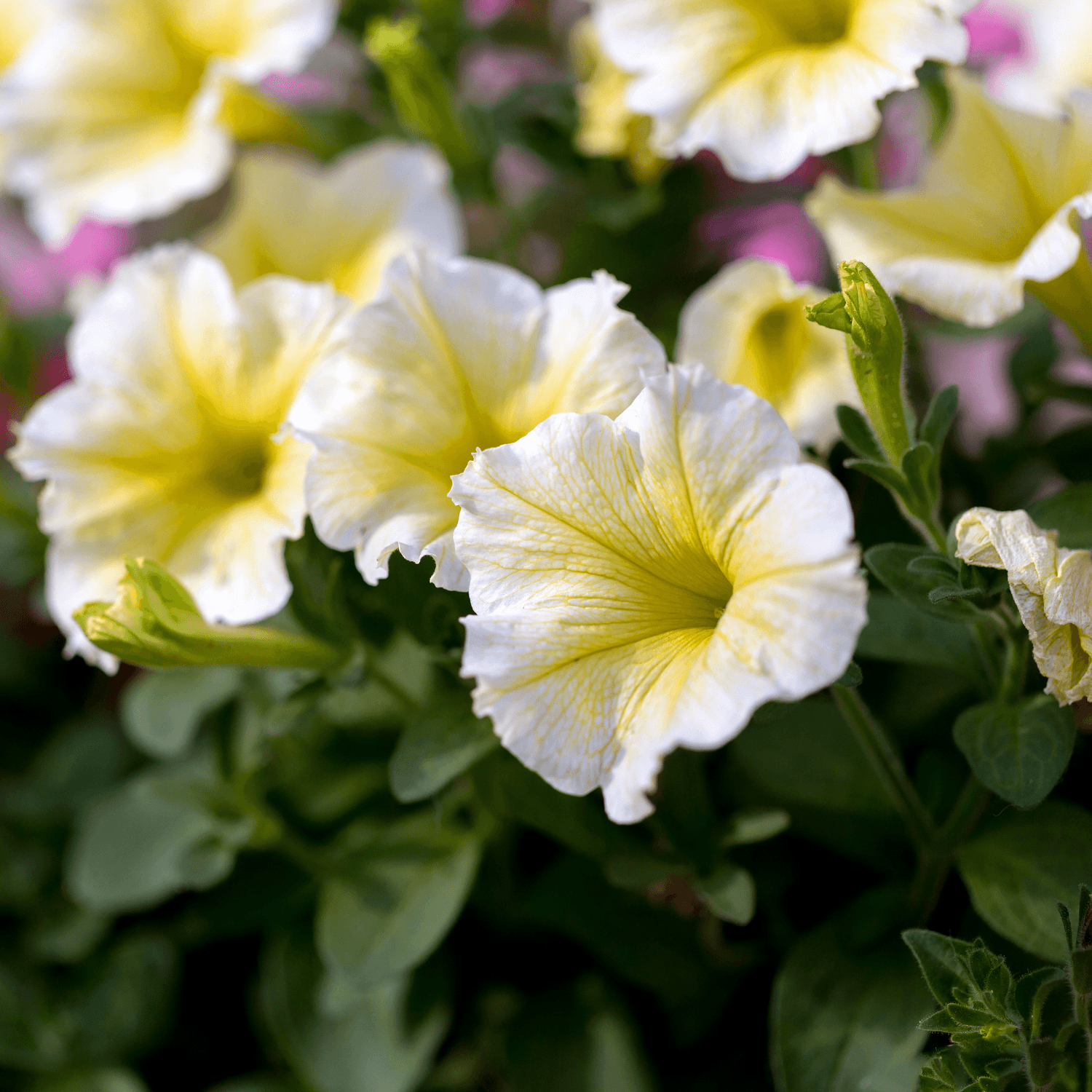 Surfinia Jaune Crème - FLEURANDIE