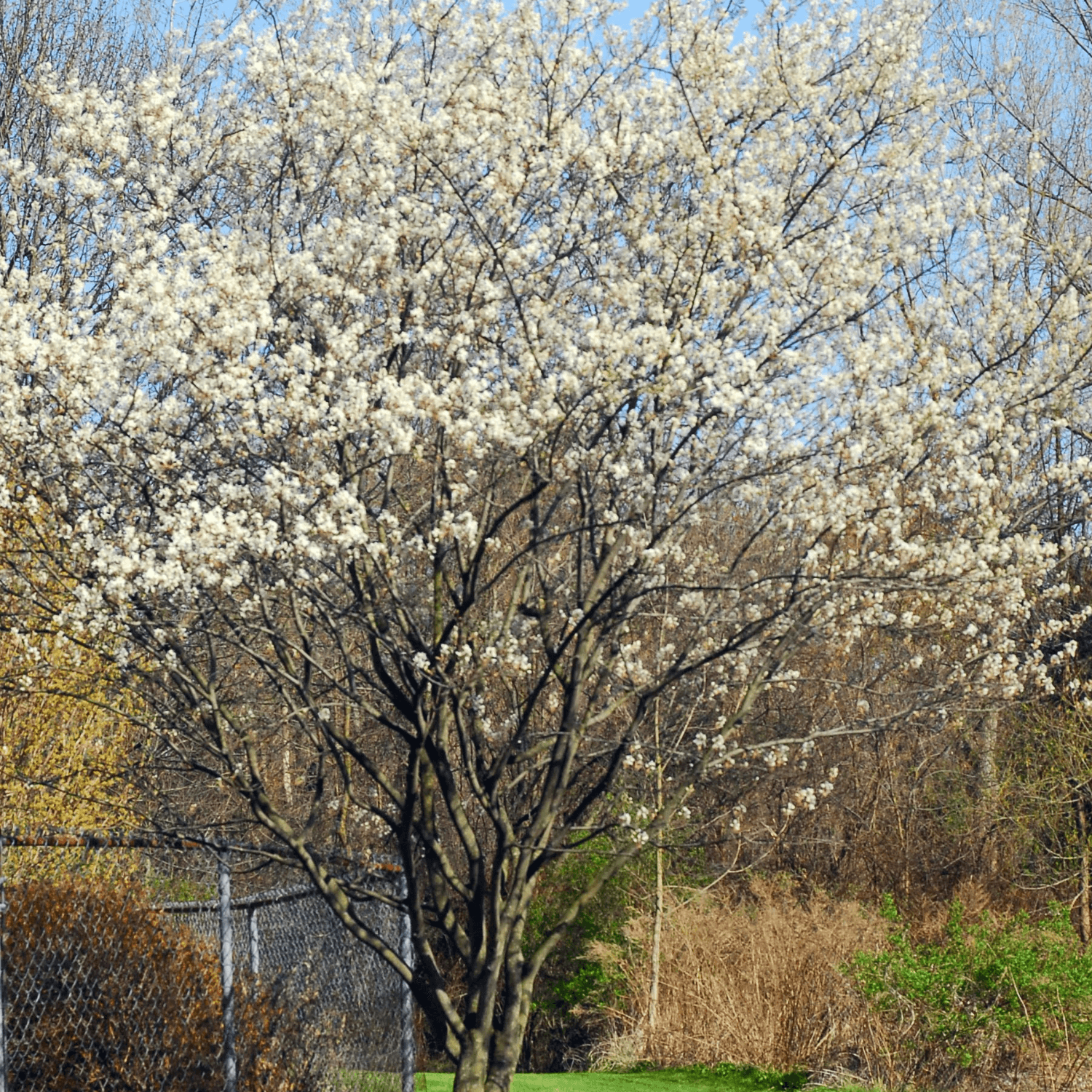 Amélanchier du Canada - Amelanchier canadensis - FLEURANDIE