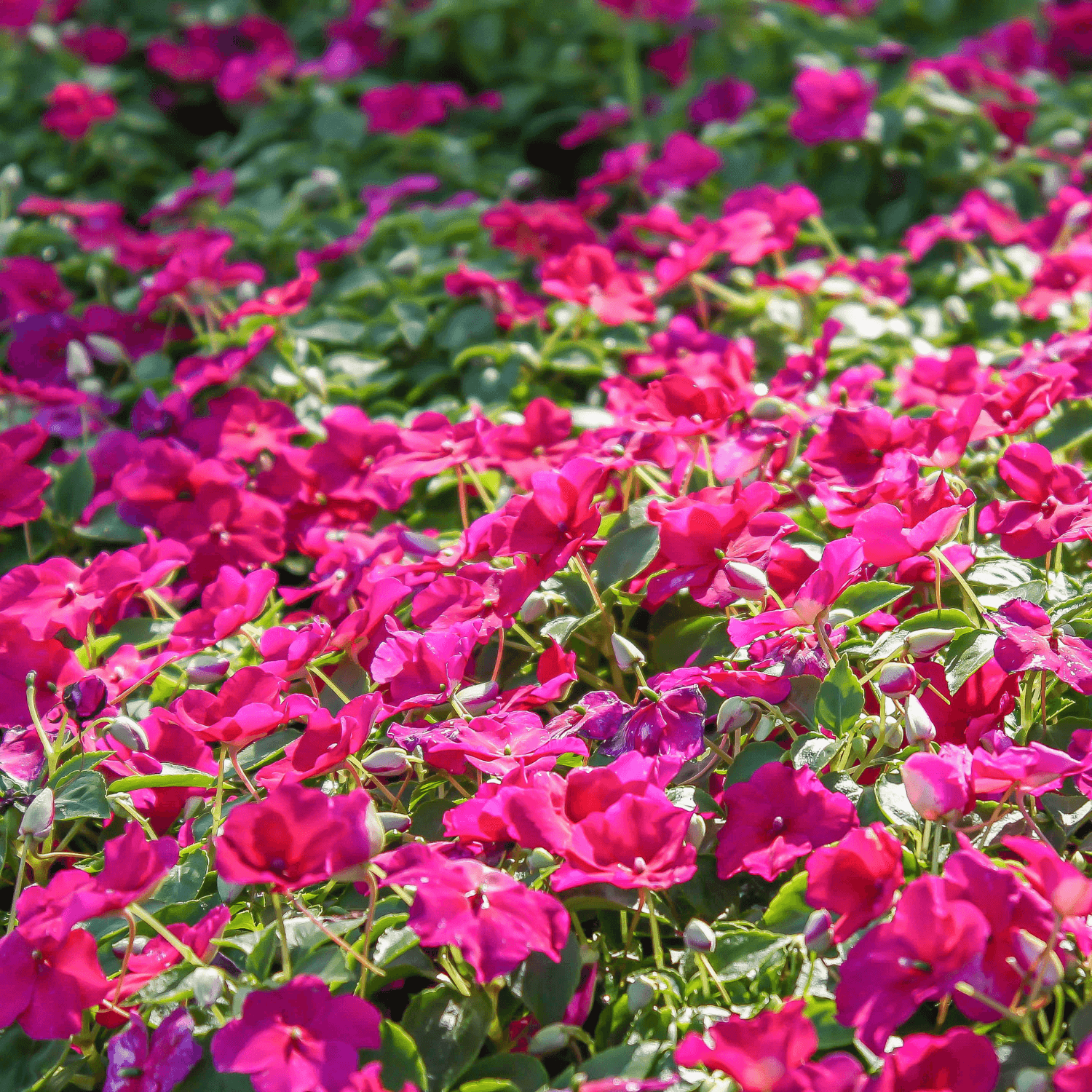 Impatience de Nouvelle-Guinée - Impatiens hawkeri - FLEURANDIE