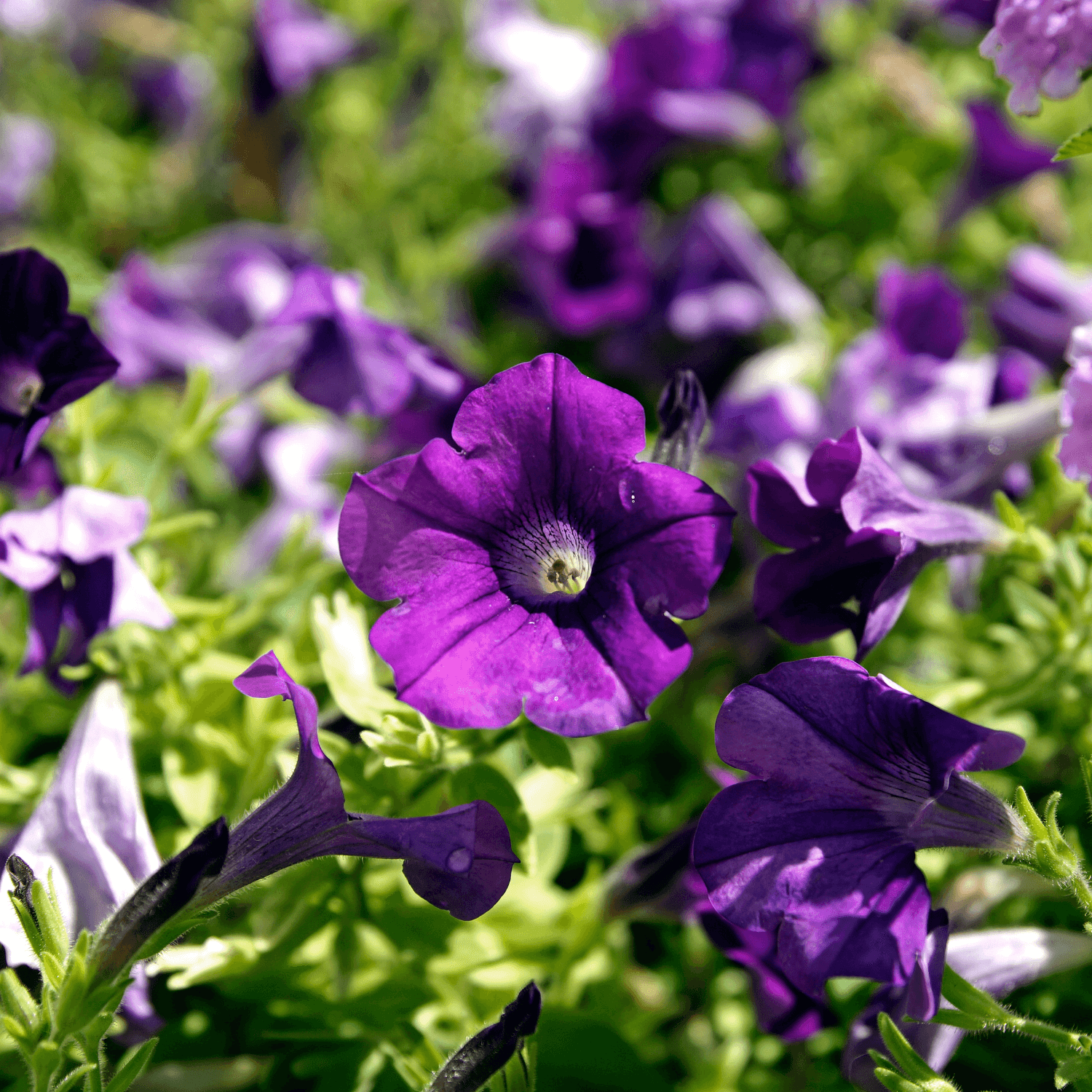 Surfinia Violet - FLEURANDIE