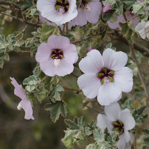 Lavatère 'Barnsley' - Lavatera thuringiaca 'Barnsley' - FLEURANDIE