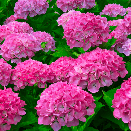 Hortensia 'Masja' - Hydrangea macrophylla 'Masja' - FLEURANDIE