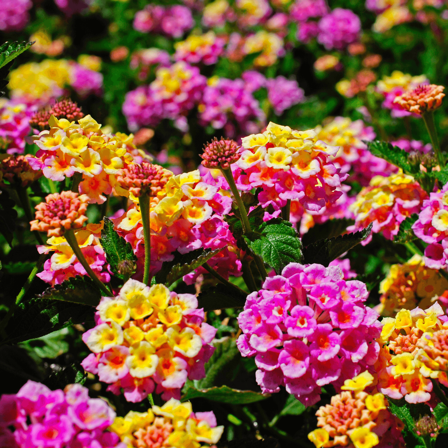 Lantana - FLEURANDIE