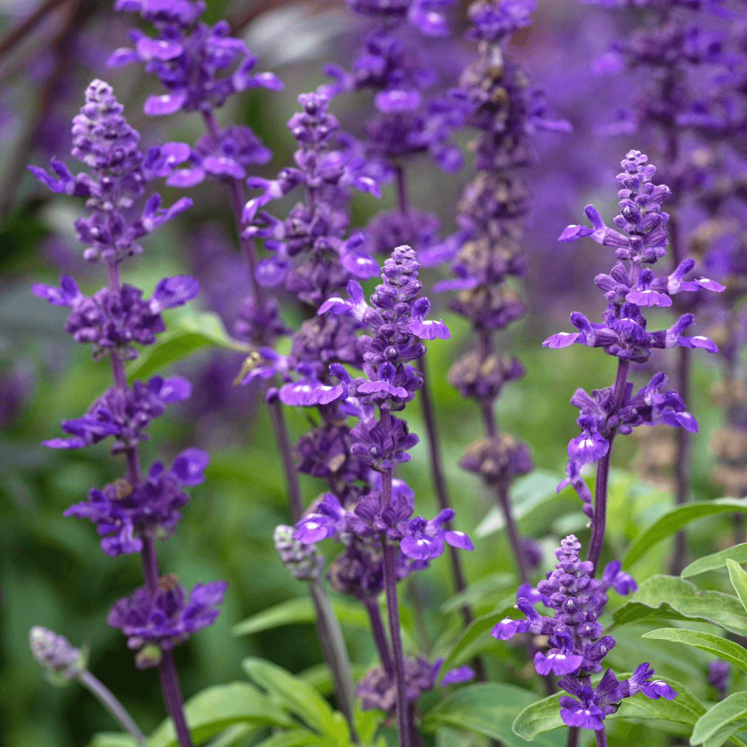 Sauge Bleu - Salvia farinacea - FLEURANDIE