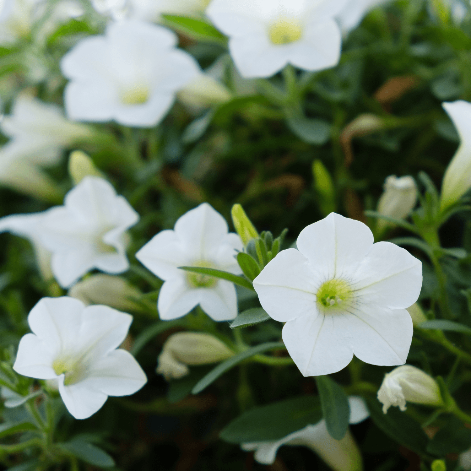 Surfinia Blanc - FLEURANDIE