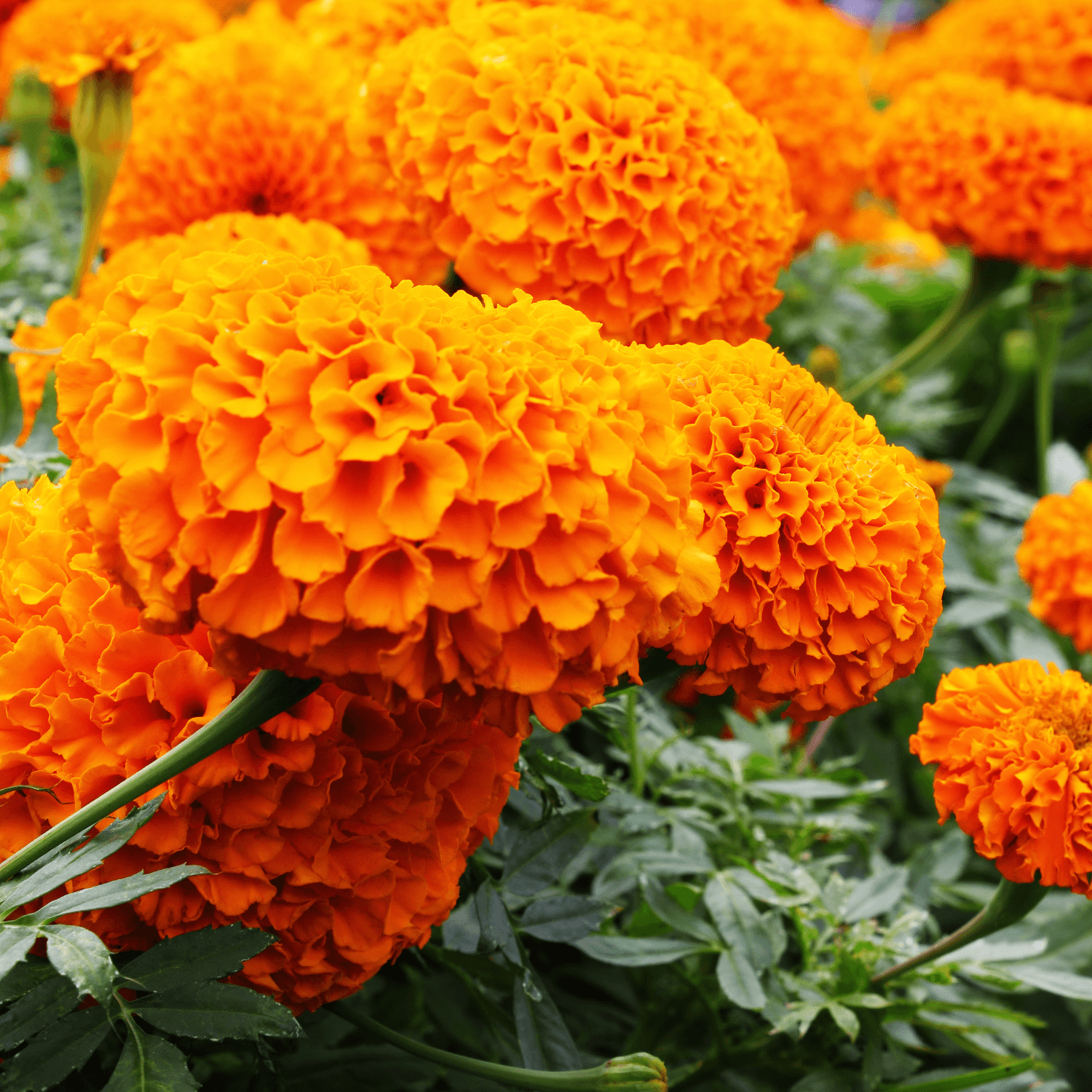 Rose D'inde Orange - Tagetes erecta - FLEURANDIE