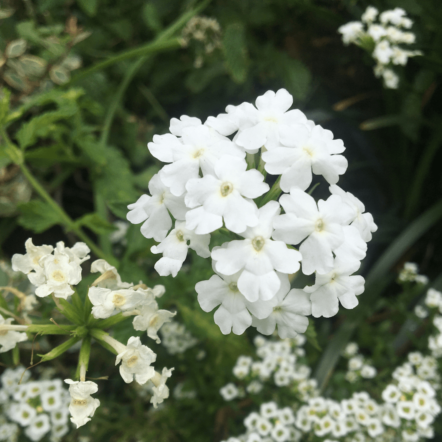 Verveine Cascade Blanc - FLEURANDIE