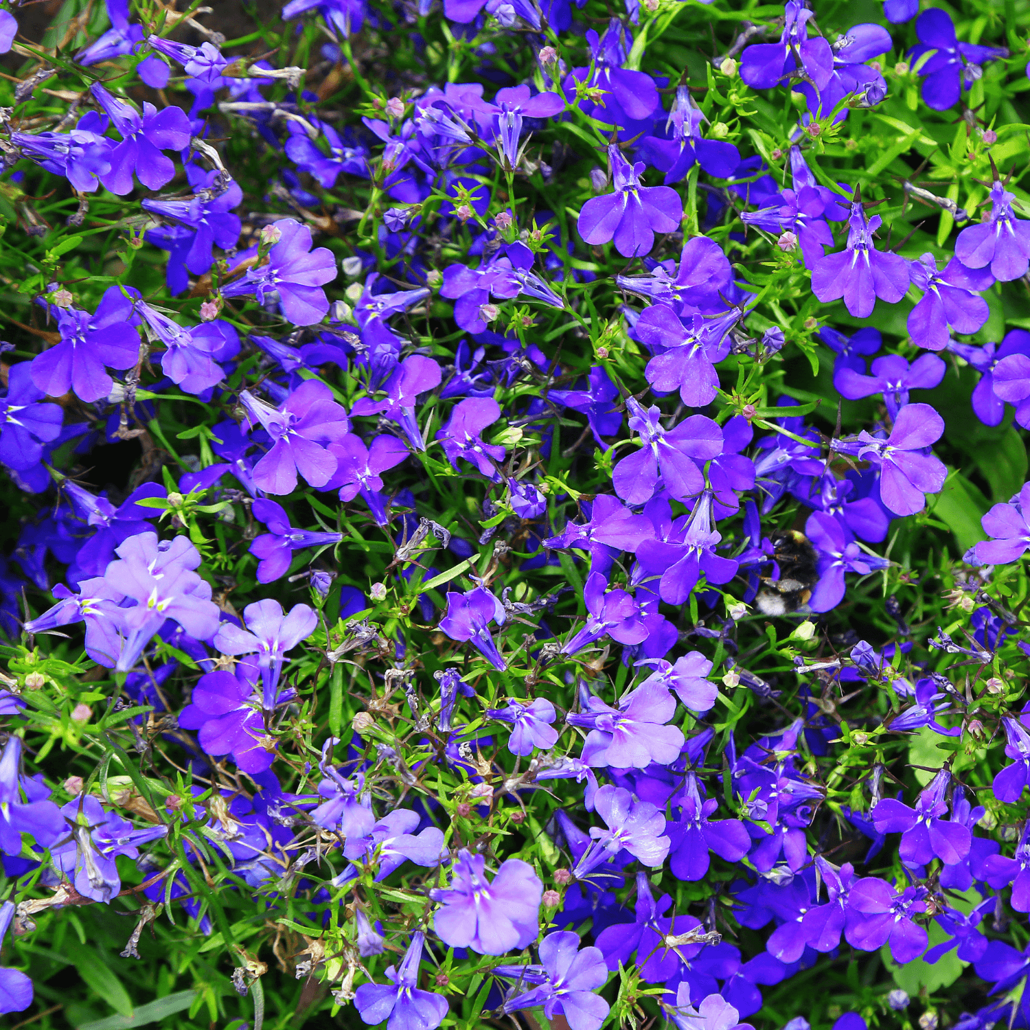 Lobélie Bleu - Lobelia erinus - FLEURANDIE