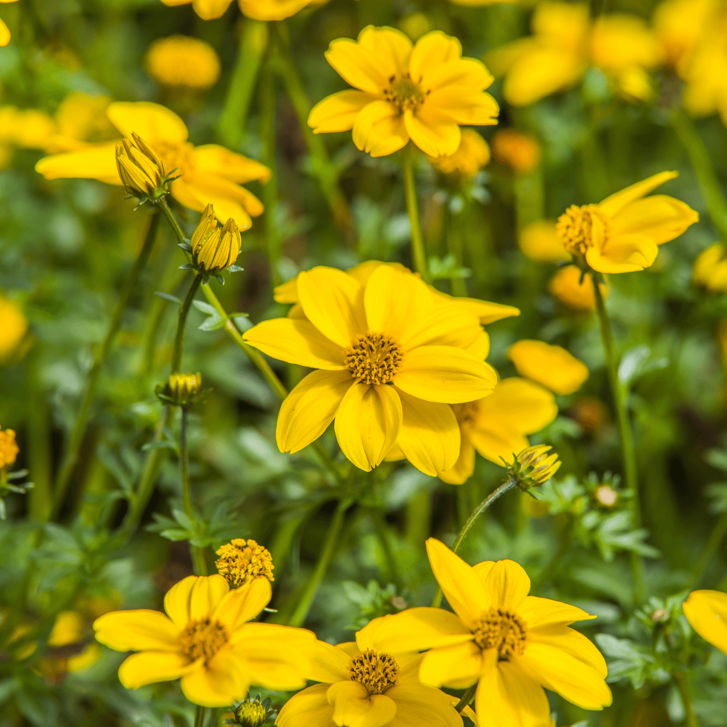 Bidens - FLEURANDIE