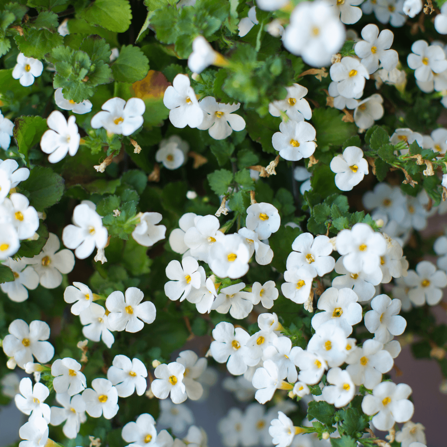 Bacopa - Sutera diffusa - FLEURANDIE