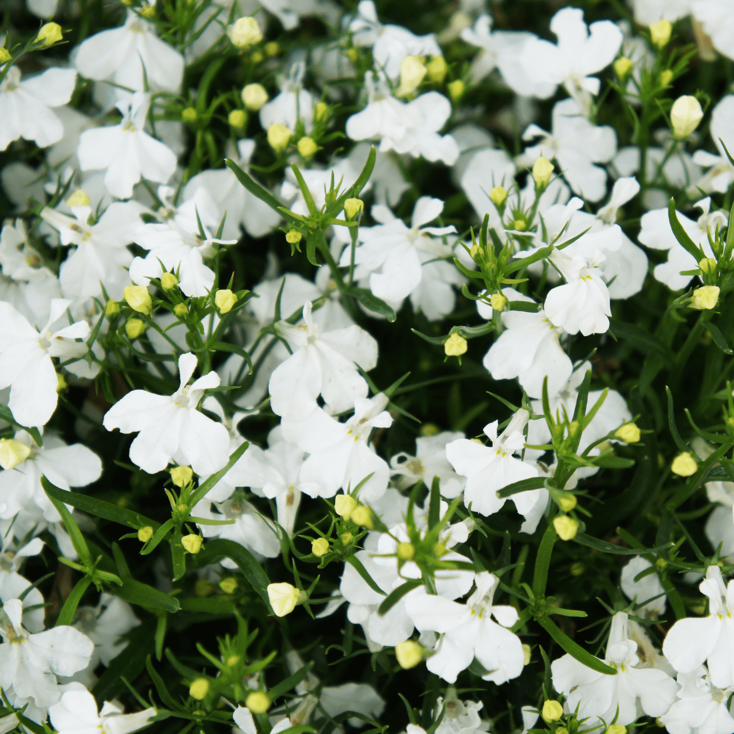 Lobélie Cascade Blanc - Lobelia erinus 'Cascade White' - FLEURANDIE