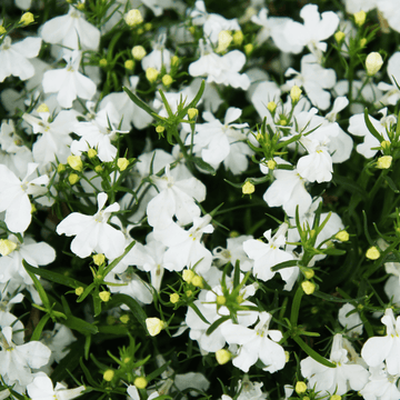 Lobélie Cascade Blanc - Lobelia erinus 'Cascade White'