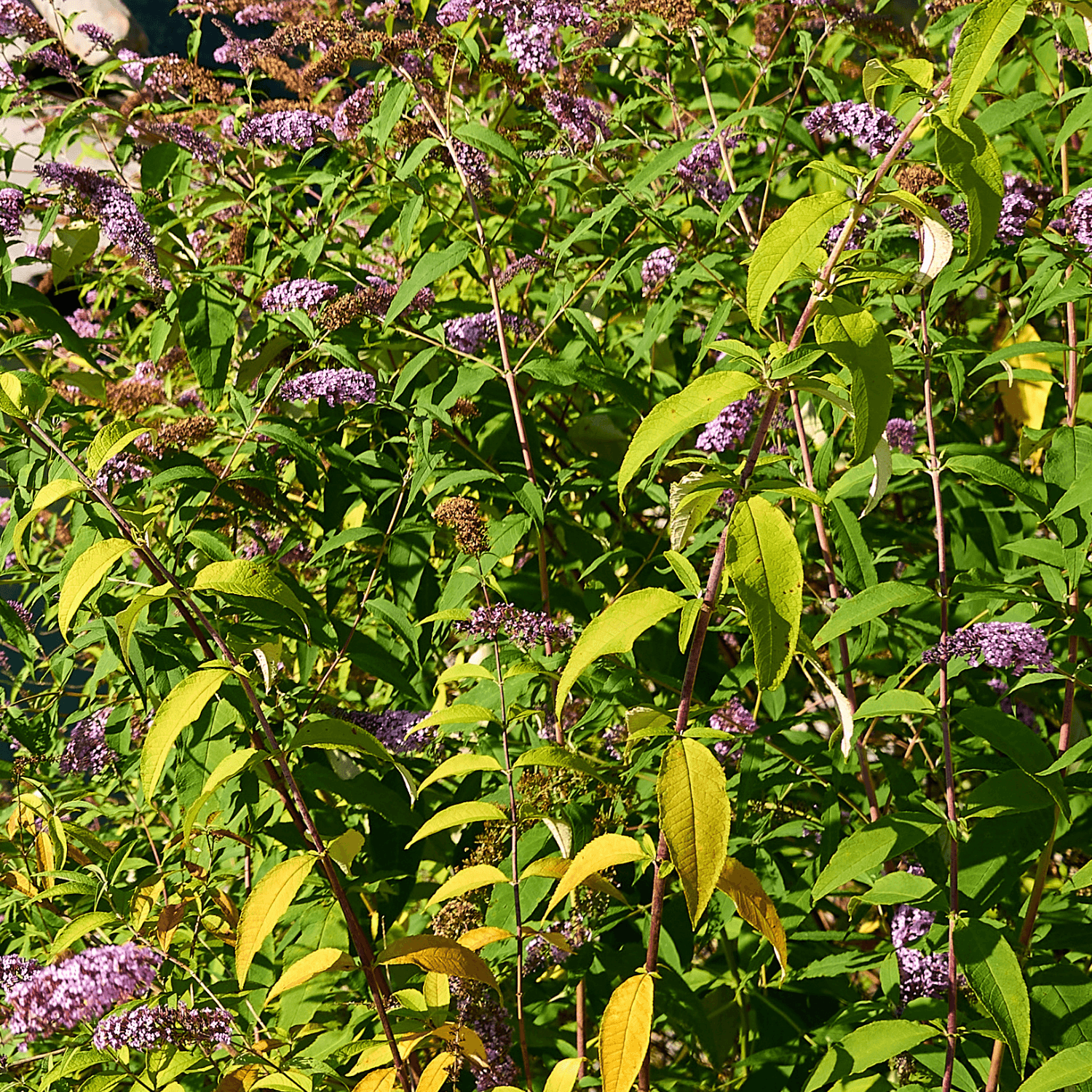 Arbre aux papillons 'Border Beauty' - Buddleja davidii 'Border Beauty' - FLEURANDIE