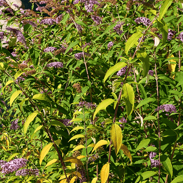 Arbre aux papillons 'Border Beauty' - Buddleja davidii 'Border Beauty'