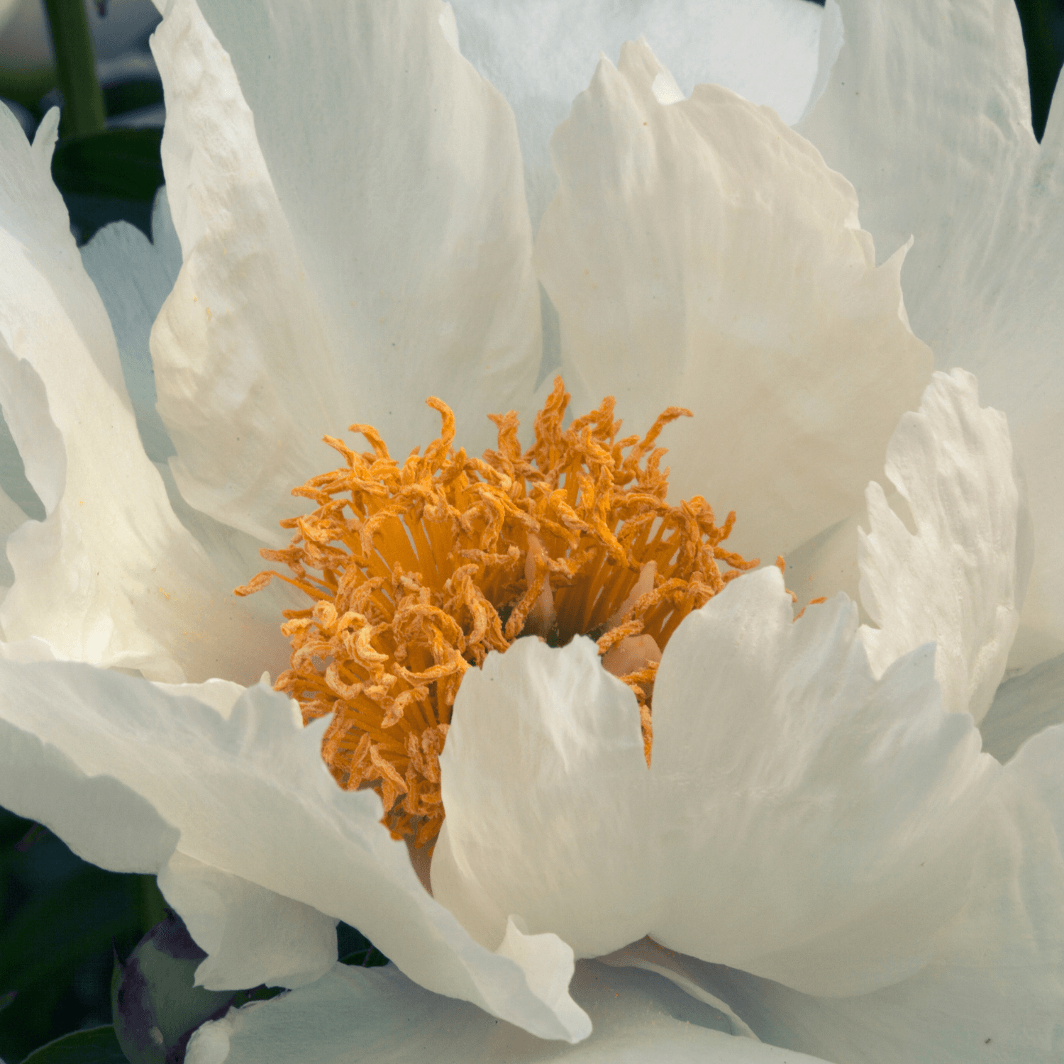 Pivoine arbustive Blanche - Paeonia suffruticosa White - FLEURANDIE