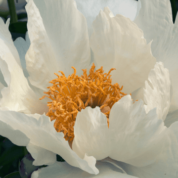 Pivoine arbustive Blanche - Paeonia suffruticosa White