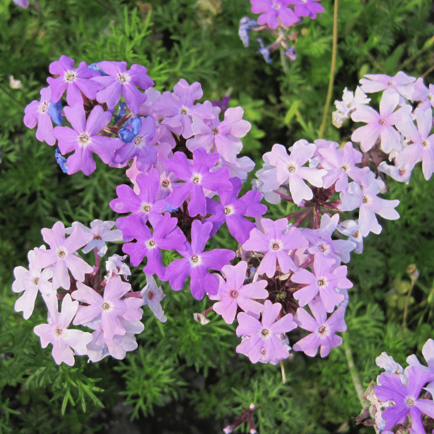 Verveine Cascade Bleu Clair - FLEURANDIE