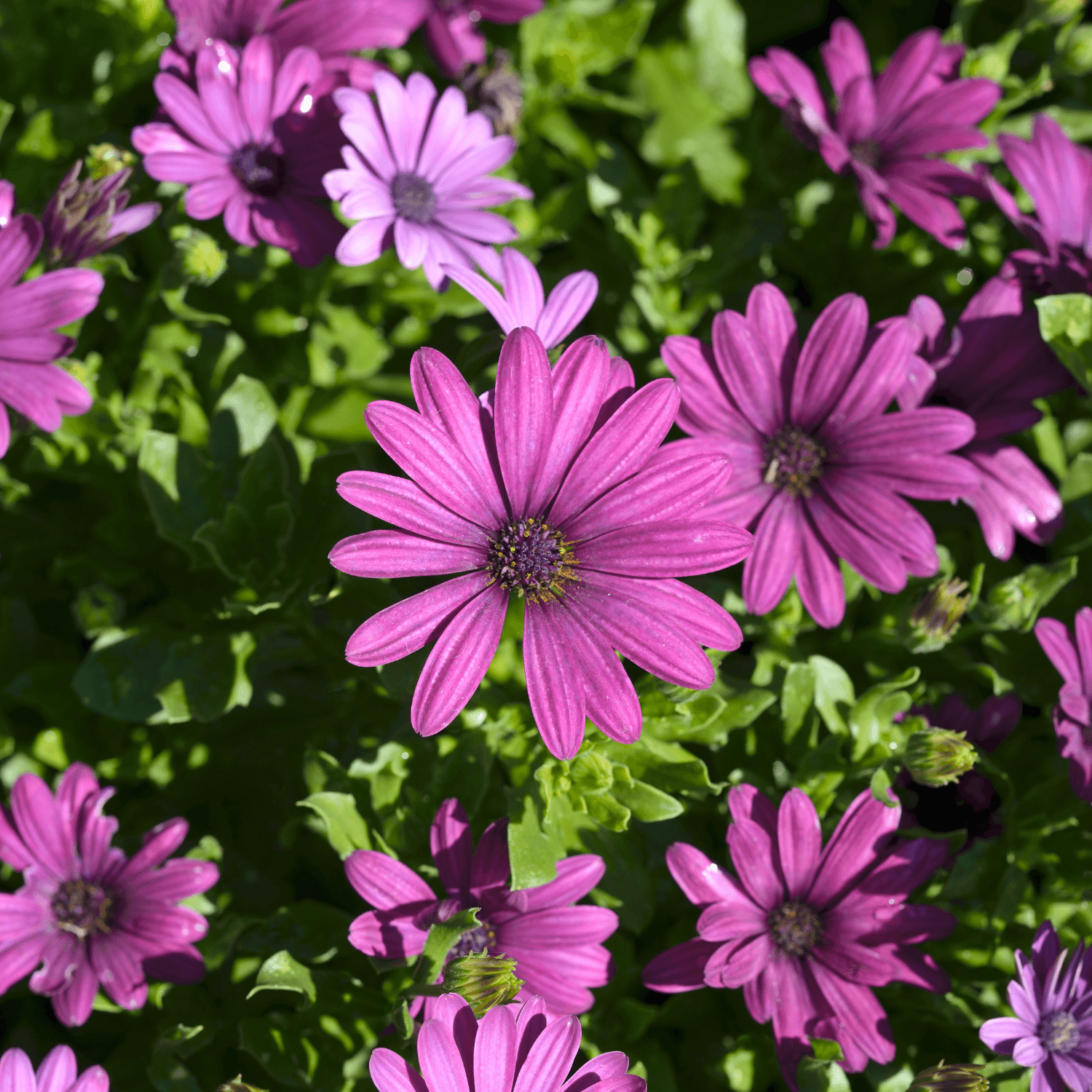 Marguerite africaine - Osteospermum - FLEURANDIE