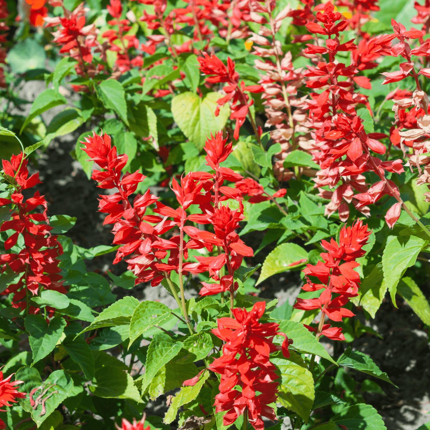 Sauge Rouge - Salvia Splendens - FLEURANDIE