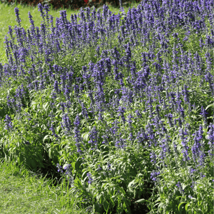 Lavande naine 'Dwarf Blue' - Lavandula angustifolia 'Dwarf Blue' - FLEURANDIE