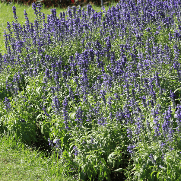Lavande naine 'Dwarf Blue' - Lavandula angustifolia 'Dwarf Blue' - FLEURANDIE