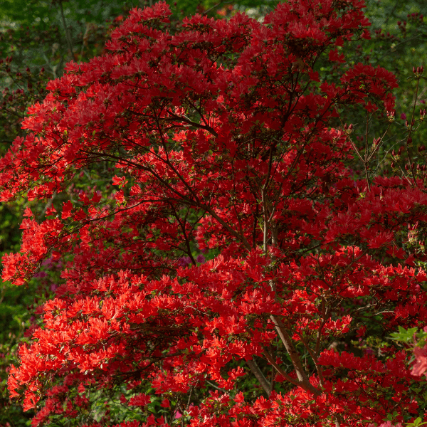 Azalée japonaise 'Hino Crimson' - Azalea japonica 'Hino-Crimson' - FLEURANDIE