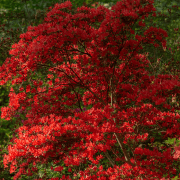 Azalée japonaise 'Hino Crimson' - Azalea japonica 'Hino-Crimson'