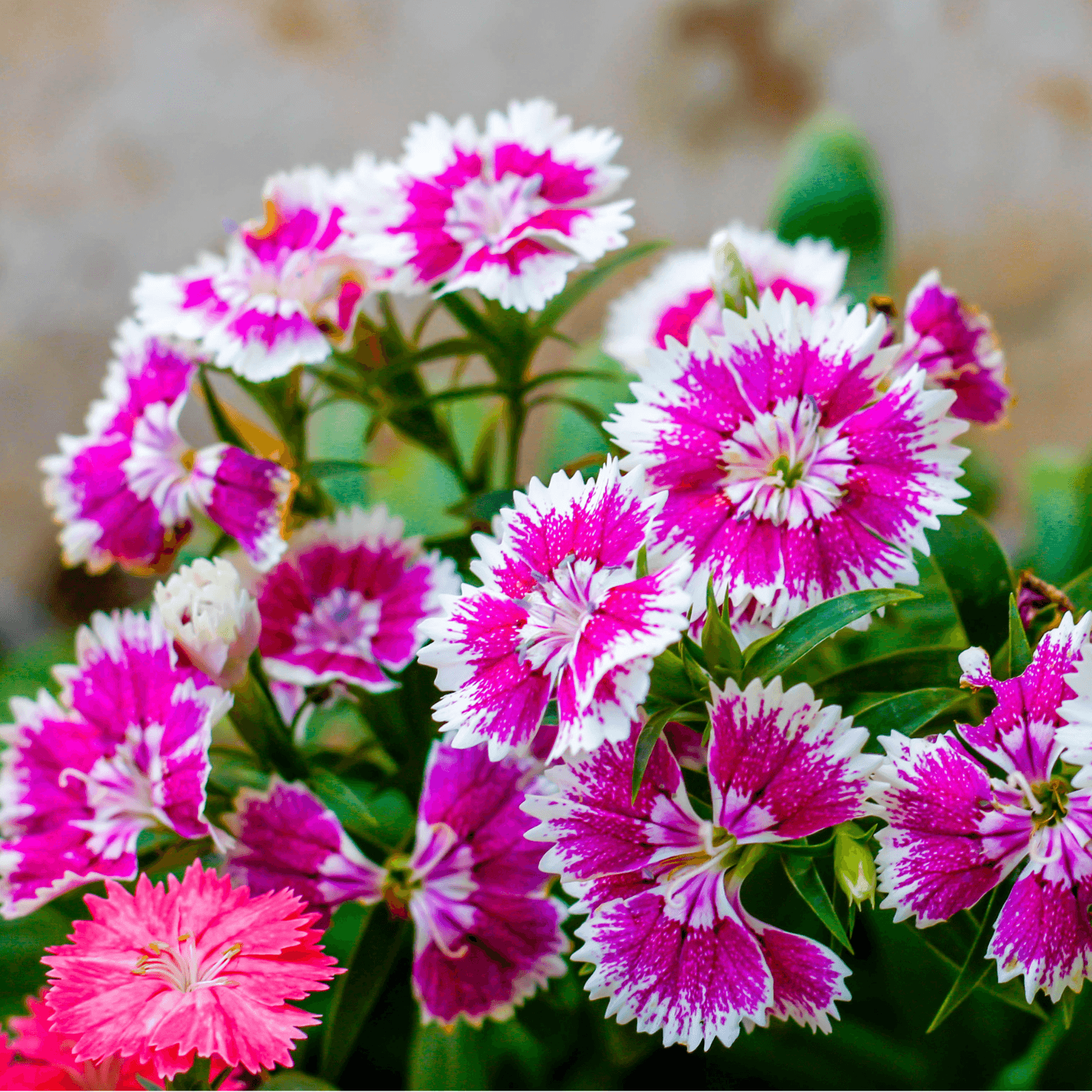 Oeillet de Chine - Dianthus chinensis - FLEURANDIE